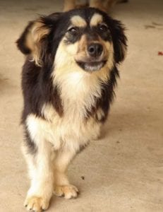 Penny a black and tan Romanian rescue dog | 1 Dog at a Time Rescue UK