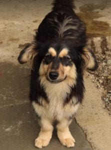 Penny a black and tan Romanian rescue dog | 1 Dog at a Time Rescue UK
