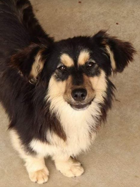 Penny a black and tan Romanian rescue dog 20_1 Dog at a Time Rescue UK Penny a black and tan Romanian rescue dog | 1 Dog at a Time Rescue UK