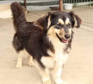 Penny a black and tan Romanian rescue dog | 1 Dog at a Time Rescue UK