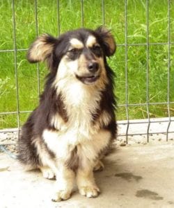 Penny a black and tan Romanian rescue dog | 1 Dog at a Time Rescue UK