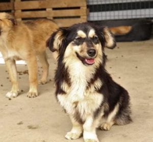 Penny a black and tan Romanian rescue dog | 1 Dog at a Time Rescue UK