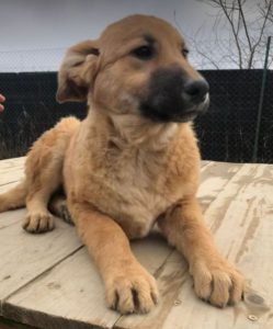 Reba a fawn Romanian rescue dog 1 | 1 Dog at a Time Rescue UK