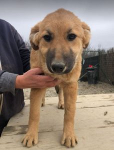 Reba a fawn Romanian rescue dog 1 | 1 Dog at a Time Rescue UK