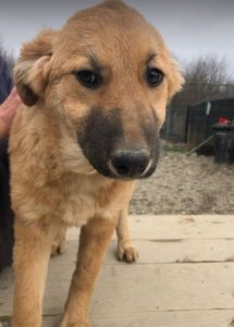 Reba a fawn Romanian rescue dog 1 | 1 Dog at a Time Rescue UK