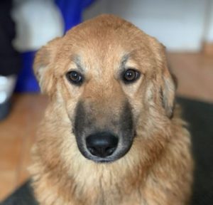 Reba a fawn Romanian rescue dog 1 | 1 Dog at a Time Rescue UK