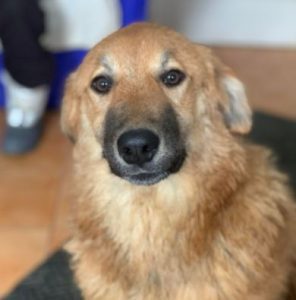 Reba a fawn Romanian rescue dog 1 | 1 Dog at a Time Rescue UK