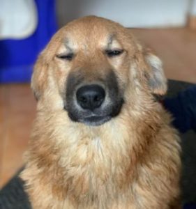 Reba a fawn Romanian rescue dog 1 | 1 Dog at a Time Rescue UK