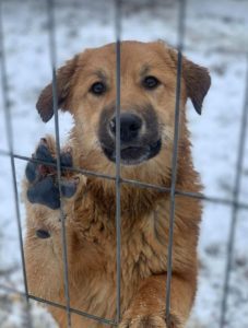 Reba a fawn Romanian rescue dog | 1 Dog at a Time Rescue UK