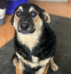 Rhea a black and fawn Romanian rescue dog 1 | 1 Dog at a Time Rescue UK