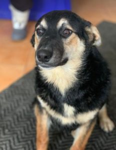 Rhea a black and fawn Romanian rescue dog 1 | 1 Dog at a Time Rescue UK