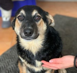 Rhea a black and fawn Romanian rescue dog 1 | 1 Dog at a Time Rescue UK