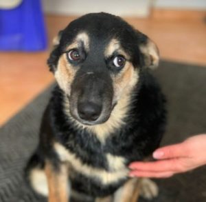 Rhea a black and fawn Romanian rescue dog 1 | 1 Dog at a Time Rescue UK