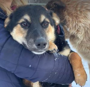 Rhea a black and fawn Romanian rescue dog 1 | 1 Dog at a Time Rescue UK