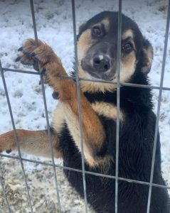Rhea a black and fawn Romanian rescue dog | 1 Dog at a Time Rescue UK
