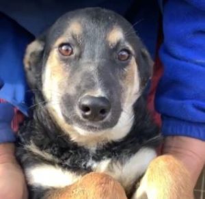 Rhea a black and fawn Romanian rescue dog 1 | 1 Dog at a Time Rescue UK