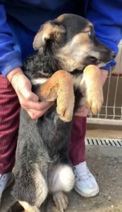 Rhea a black and fawn Romanian rescue dog 1 | 1 Dog at a Time Rescue UK