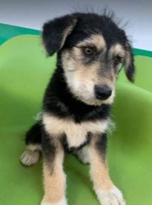 Ronja a black and tan Romanian rescue dog | 1 Dog at a Time Rescue UK