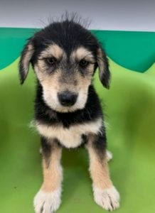 Ronja a black and tan Romanian rescue dog | 1 Dog at a Time Rescue UK