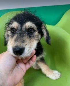 Ronja a black and tan Romanian rescue dog | 1 Dog at a Time Rescue UK