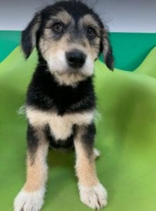 Ronja a black and tan Romanian rescue dog | 1 Dog at a Time Rescue UK