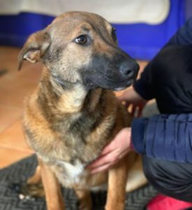 Rosa a fawn Romanian rescue dog 1 | 1 Dog at a Time Rescue UK