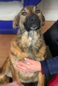 Rosa a fawn Romanian rescue dog 1 | 1 Dog at a Time Rescue UK