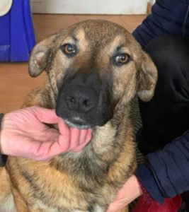 Rosa a fawn Romanian rescue dog 1 | 1 Dog at a Time Rescue UK