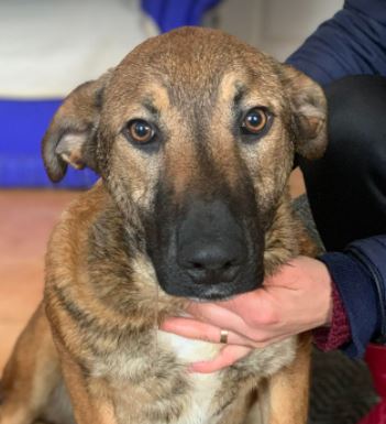 Rosa a fawn Romanian rescue dog 1 | 1 Dog at a Time Rescue UK