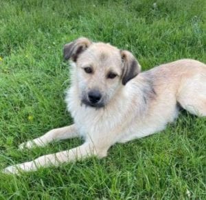 Sara a tan Romanian rescue dog | 1 Dog at a Time Rescue UK