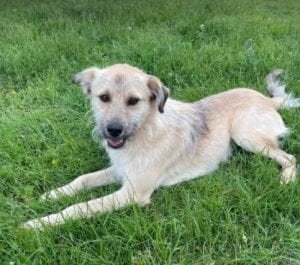 Sara a tan Romanian rescue dog | 1 Dog at a Time Rescue UK