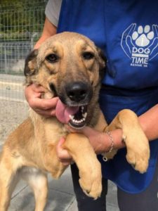 Tessa a faun coloured Romanian rescue dog | 1 Dog at a Time Rescue UK