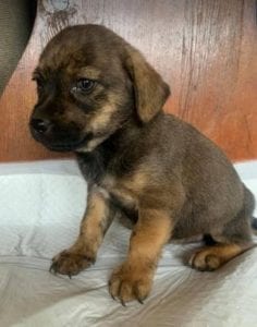 Wilma a brown Romanian rescue dog | 1 Dog at a Time Rescue UK