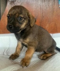 Wilma a brown Romanian rescue dog | 1 Dog at a Time Rescue UK