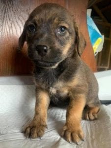 Wilma a brown Romanian rescue dog | 1 Dog at a Time Rescue UK