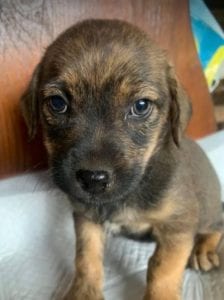 Wilma a brown Romanian rescue dog | 1 Dog at a Time Rescue UK