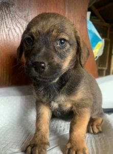 Wilma a brown Romanian rescue dog | 1 Dog at a Time Rescue UK