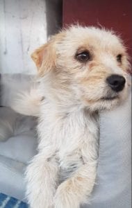 Zoe a light coloured Romanian rescue dog | 1 Dog at a Time Rescue UK