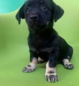 Anna a black & white Romanian rescue puppy | 1 Dog at a Time Rescue UK
