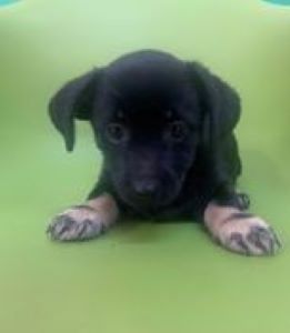 Anna a black & white Romanian rescue puppy | 1 Dog at a Time Rescue UK