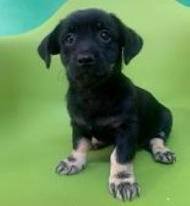 Anna a black & white Romanian rescue puppy | 1 Dog at a Time Rescue UK