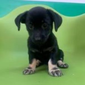 Anna a black & white Romanian rescue puppy | 1 Dog at a Time Rescue UK
