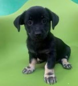 Anna a black & white Romanian rescue puppy | 1 Dog at a Time Rescue UK