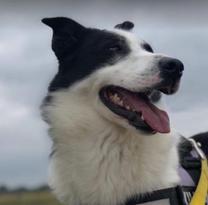 Aussie a black and white Romanian rescue dog | 1 Dog at a Time Rescue UK