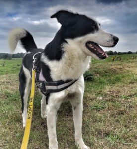 Aussie a black and white Romanian rescue dog | 1 Dog at a Time Rescue UK