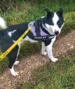 Aussie a black and white Romanian rescue dog | 1 Dog at a Time Rescue UK