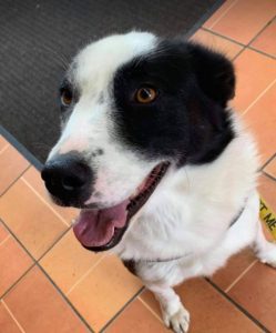 Aussie a black and white Romanian rescue dog | 1 Dog at a Time Rescue UK