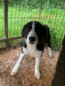 Bailey a black and white Romanian rescue dog | 1 Dog at a Time Rescue UK
