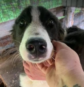 Bailey a black and white Romanian rescue dog | 1 Dog at a Time Rescue UK
