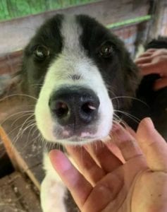 Bailey a black and white Romanian rescue dog | 1 Dog at a Time Rescue UK